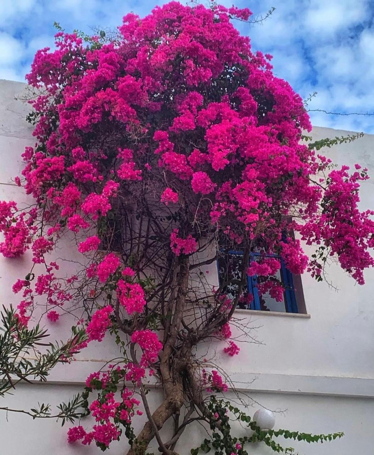 Mare Naxia Hotel Naxos City Exterior foto
